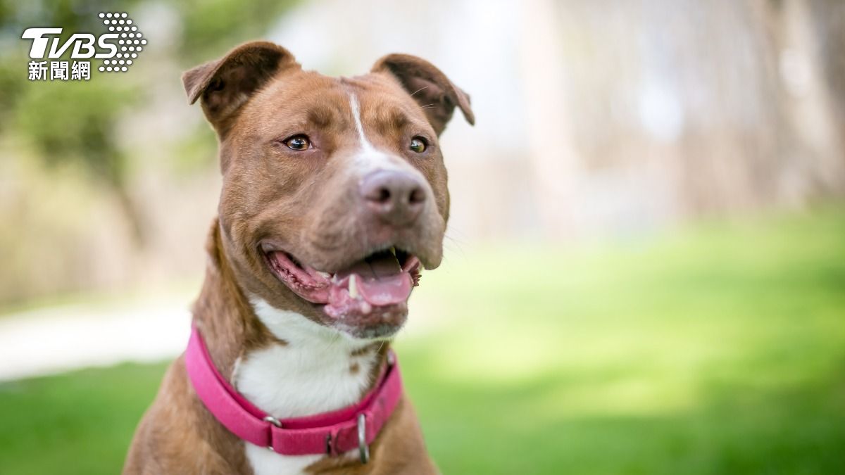 又見比特犬攻擊!花蓮8歲童遭咬慘縫16針 鄰控檢舉逾半年未開罰