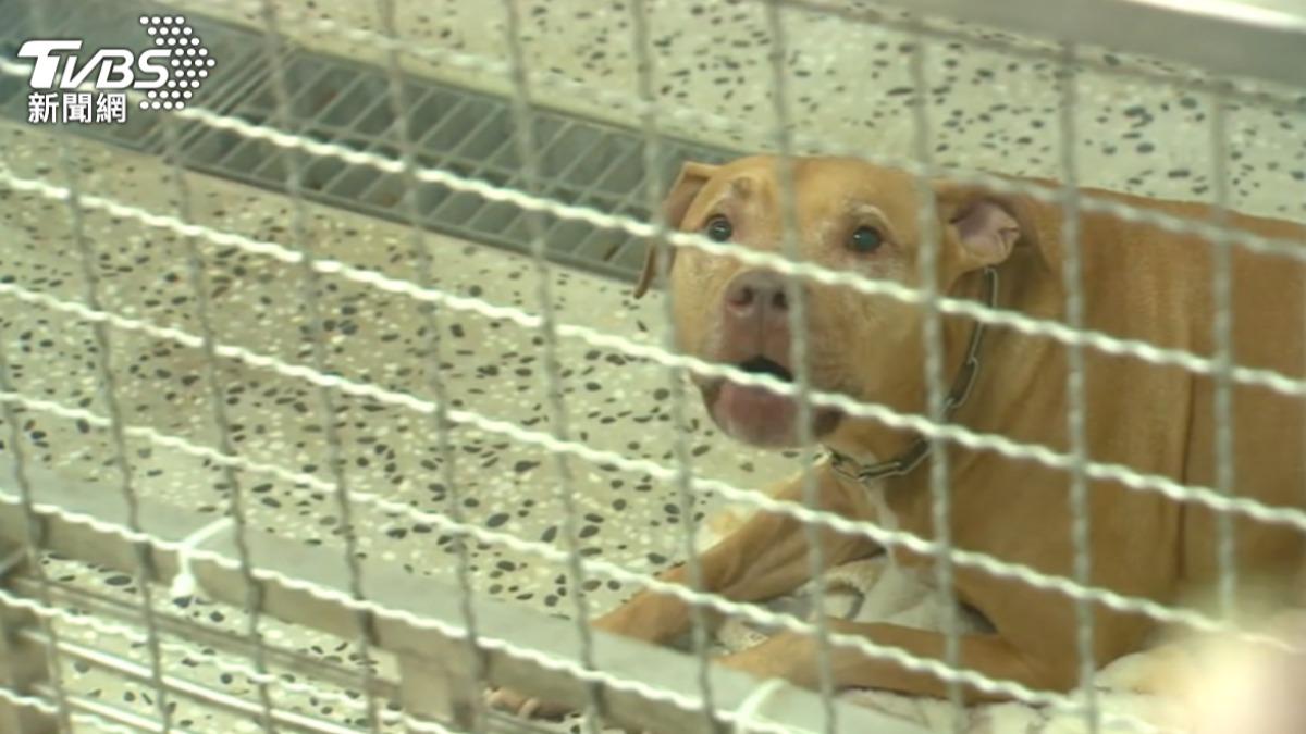 比特犬Lucky整夜不吃、緊張狂吠飼主未探望 今終於進食了