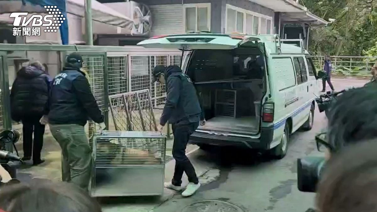 比特犬Lucky。(圖/TVBS)