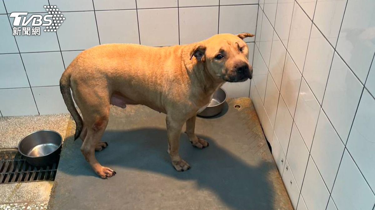 高雄列管比特犬502隻「全台最多」 11隻等待收容現況曝光
