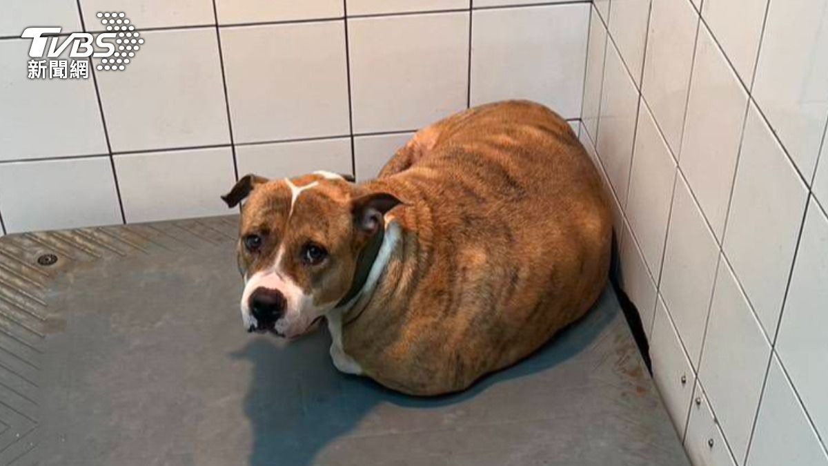 比特犬在收容所中等待收養。(圖/TVBS)