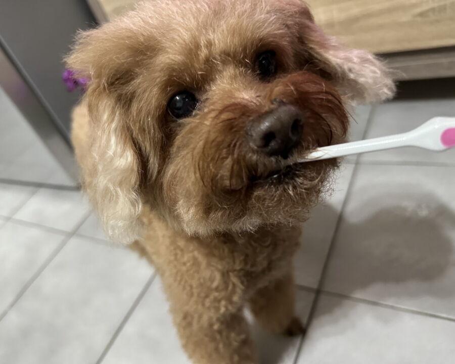 飼主幫家中的狗刷牙。(圖/新北市政府動保處提供)