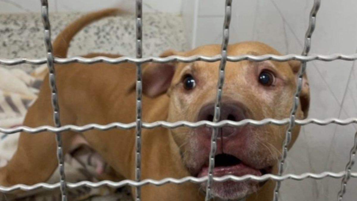 比特犬Lucky搬家高雄?傳養殖大亨有意願領養 動保處回應了