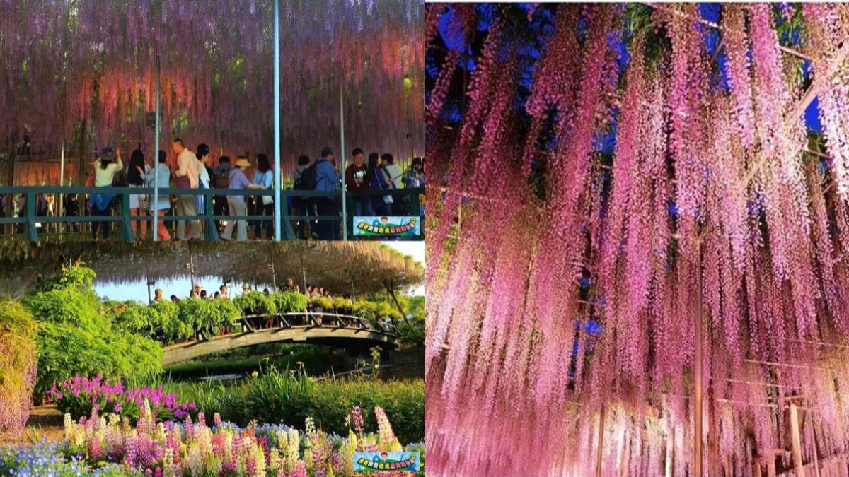 世界夢幻秘境之一！日紫藤花瀑布如電影場景　必看3大亮點揭曉