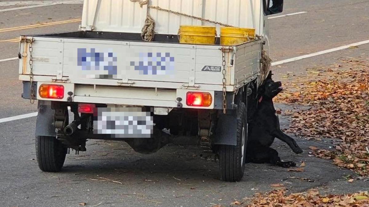 黑狗遭勒脖開車拖行！眼白上吊、舌發紫　網怒批：慢性虐殺