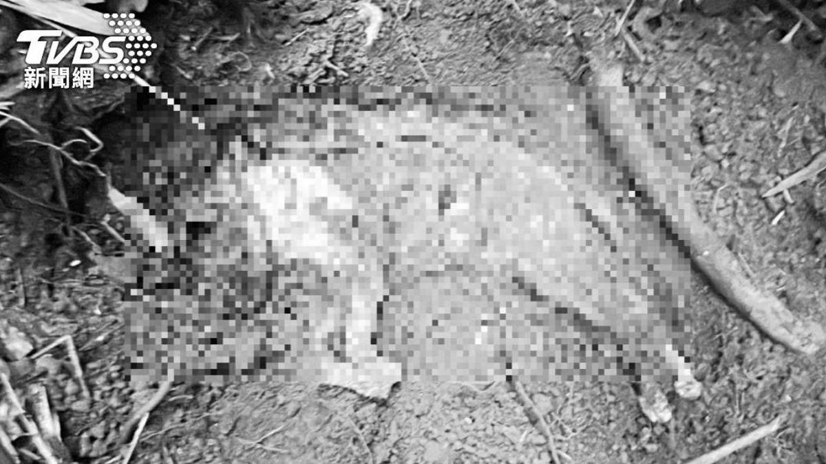 毒蟲火烤、熱水燙虐殺5貓 高院認定「預謀犯案」仍判9年2月