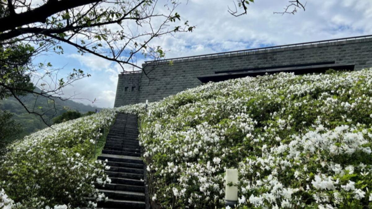 萬金杜鵑花展開幕！新北推「五大」秘境　成春遊賞花新選擇