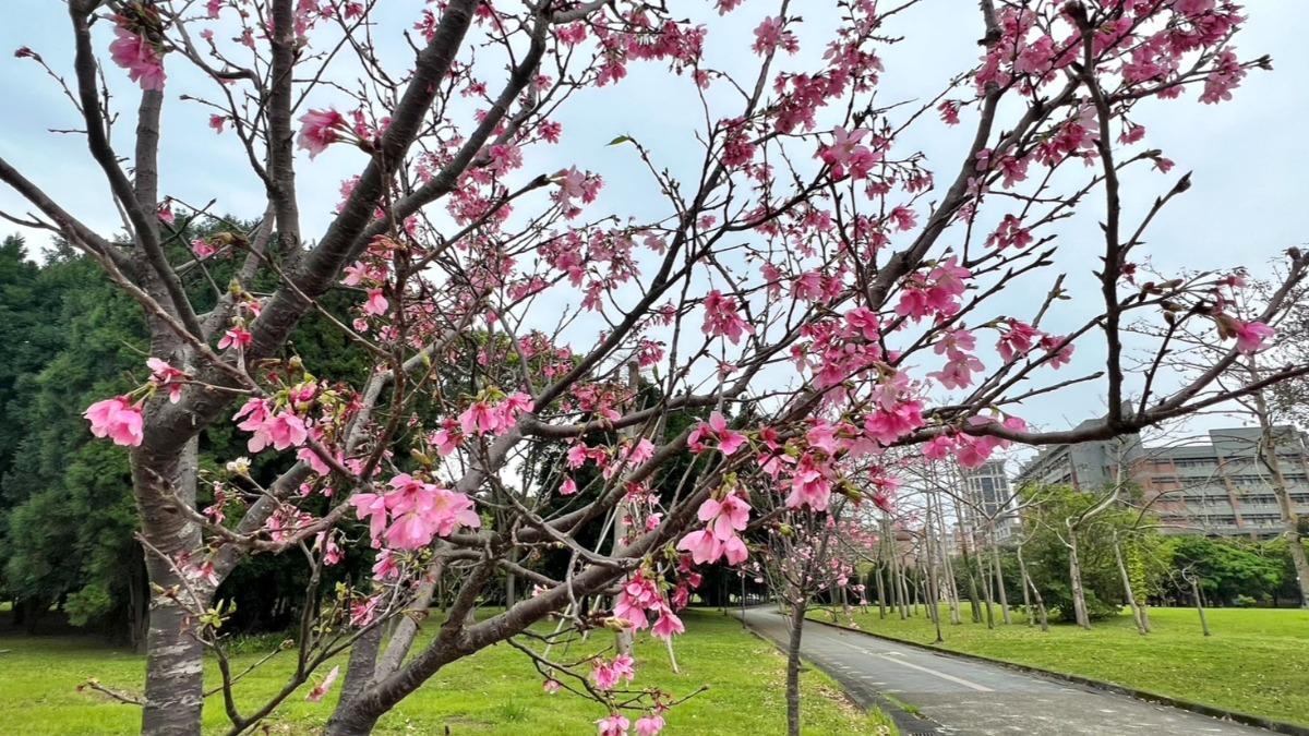 台北大學櫻花。(圖/翻攝自賞花快報臉書)