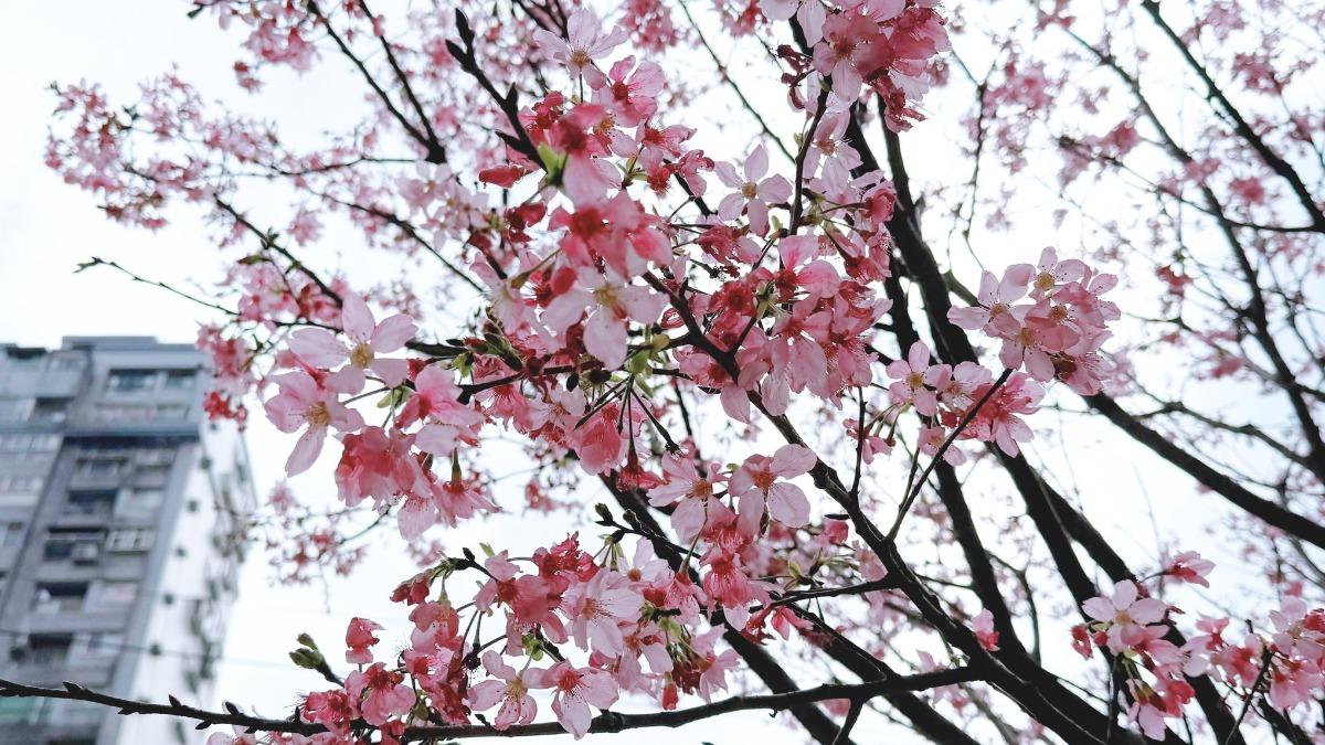 淡水北投子溪櫻花。(圖/翻攝自賞花快報臉書)