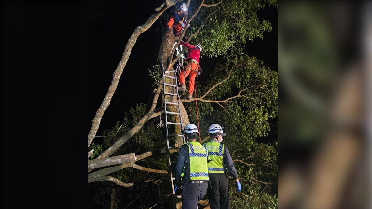 上山鋸樹卻永隔…苗栗妻苦等7旬尪一天　卻目睹他卡樹上亡