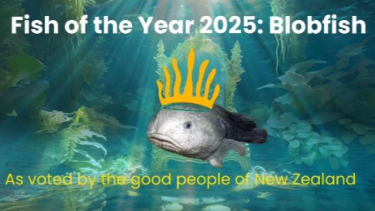 「世界最醜動物」翻身!水滴魚獲選年度之魚 粉絲:等待終被看見
