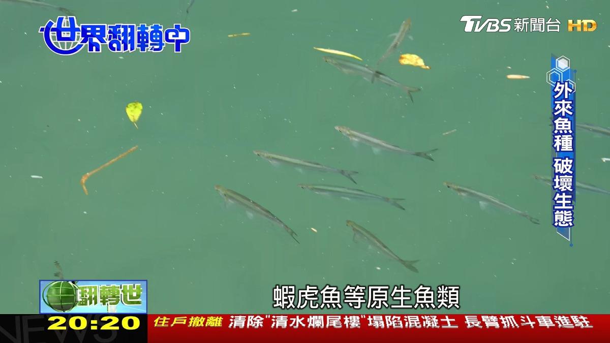 圖/TVBS