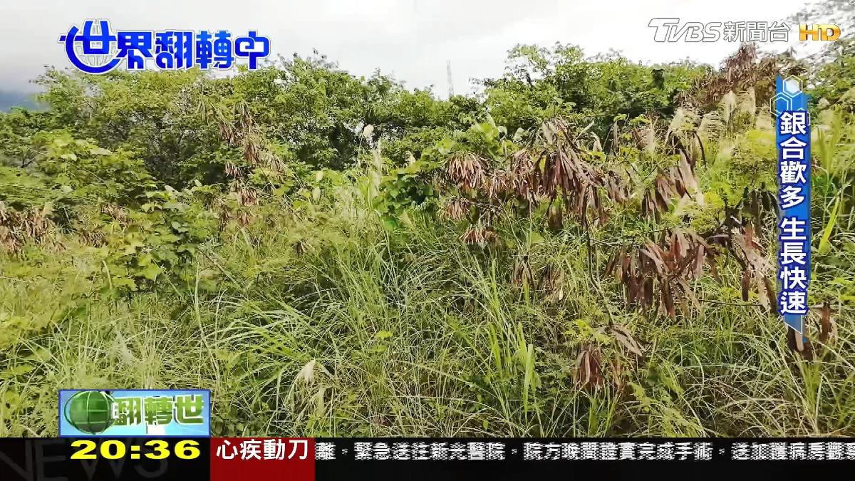 圖／TVBS
