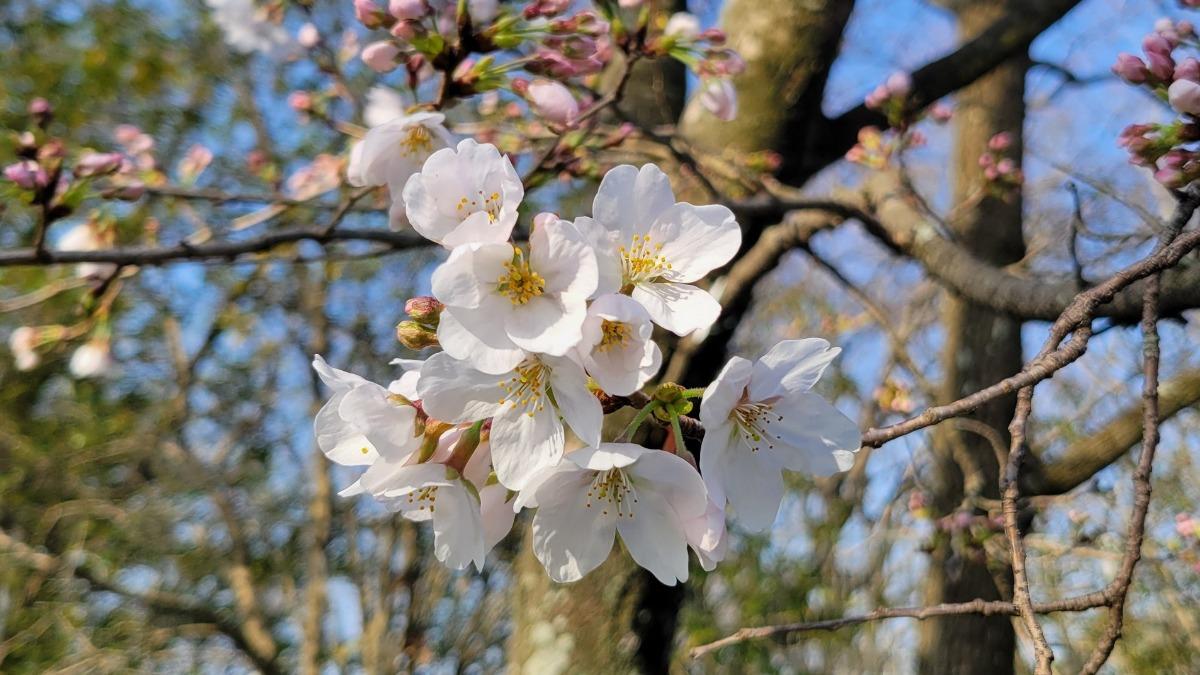 日本迎櫻花祭！高知、熊本率先開花　全面盛開時間曝