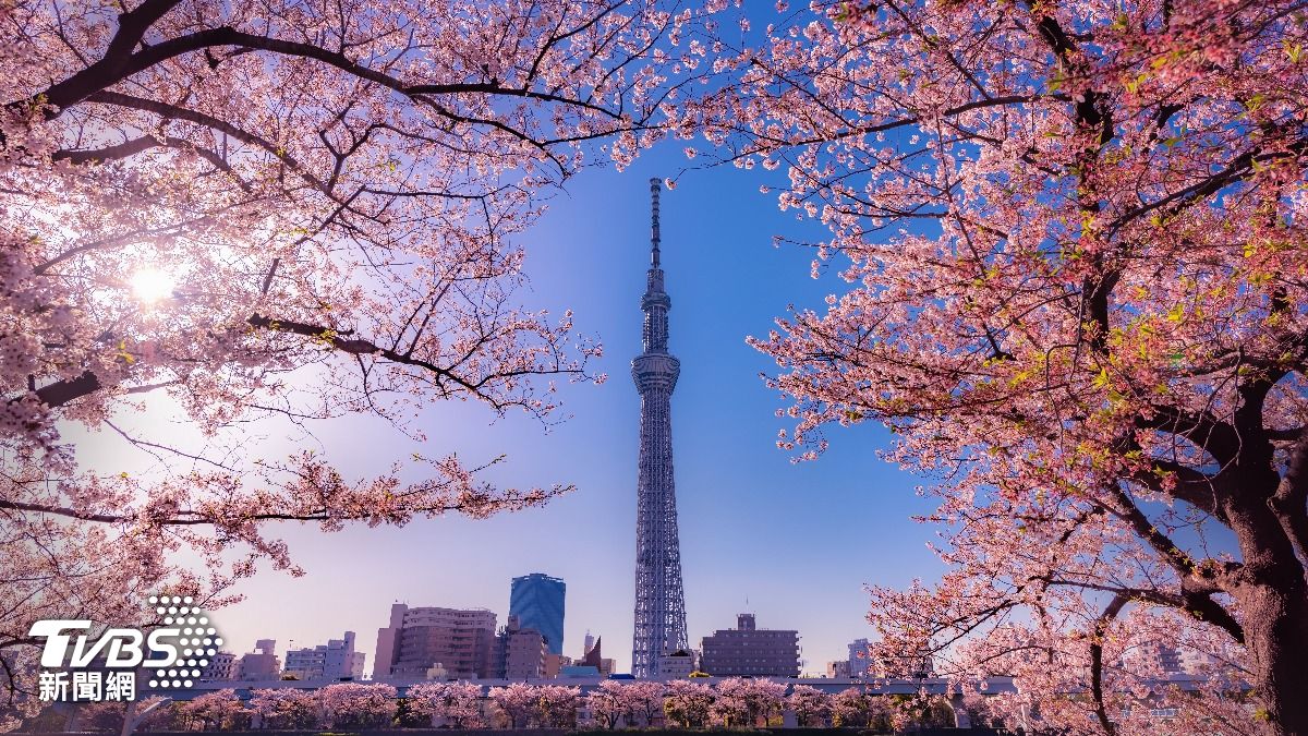 日本各地的櫻花預計會在一週內進入盛開期。(示意圖/shutterstock達志影像)