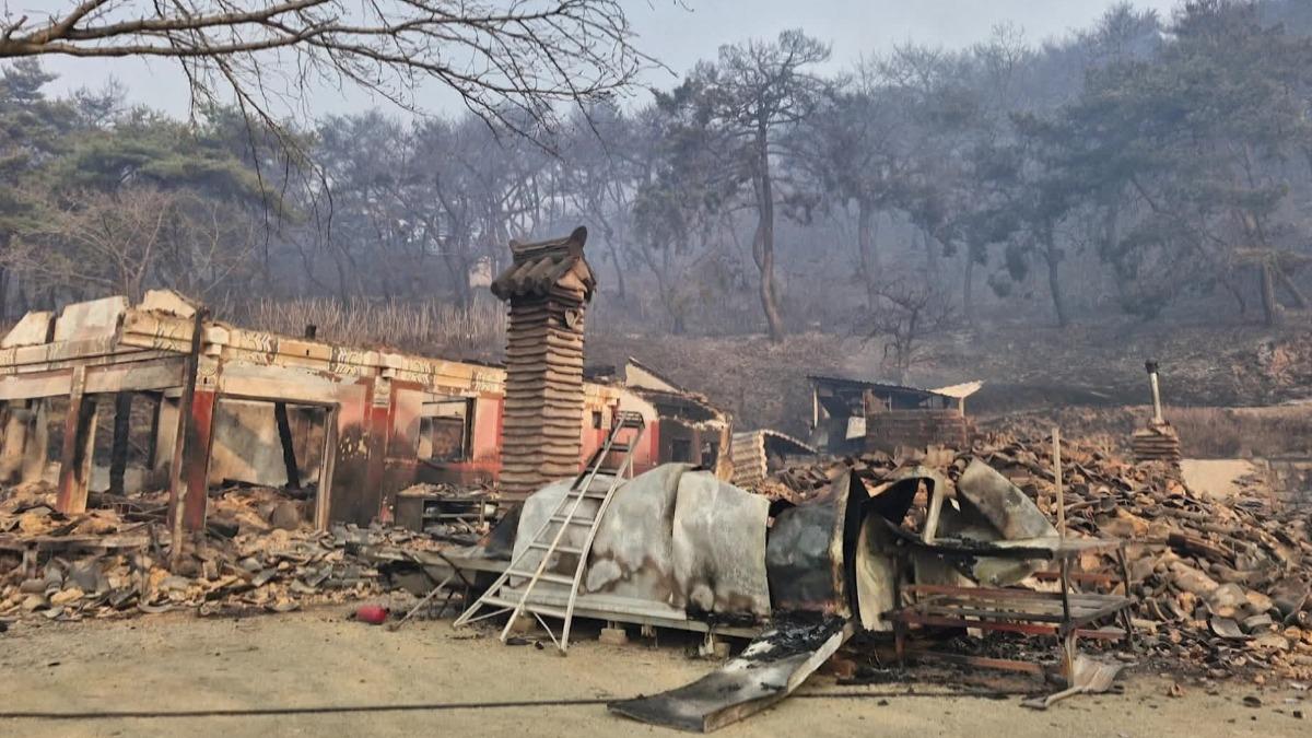 圖／翻攝自 KOREA FOREST SERVICE