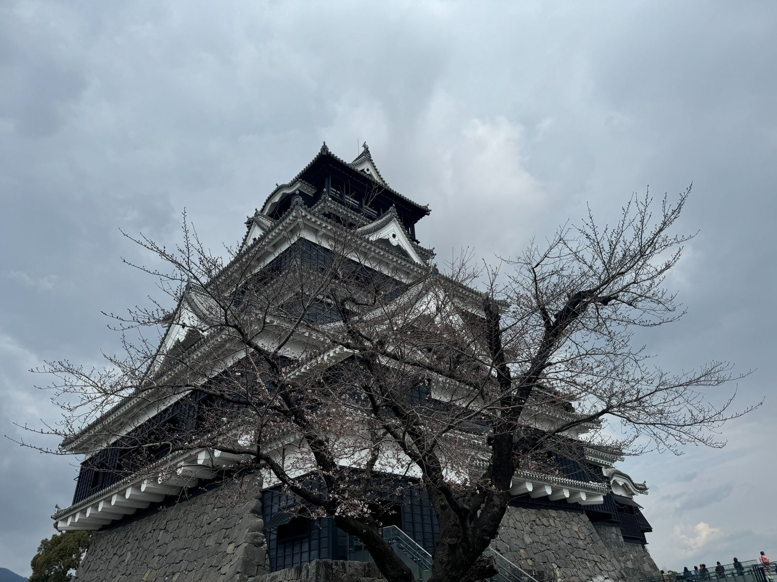 熊本城在23日分享有部分櫻花開的影像。(翻自X平台)