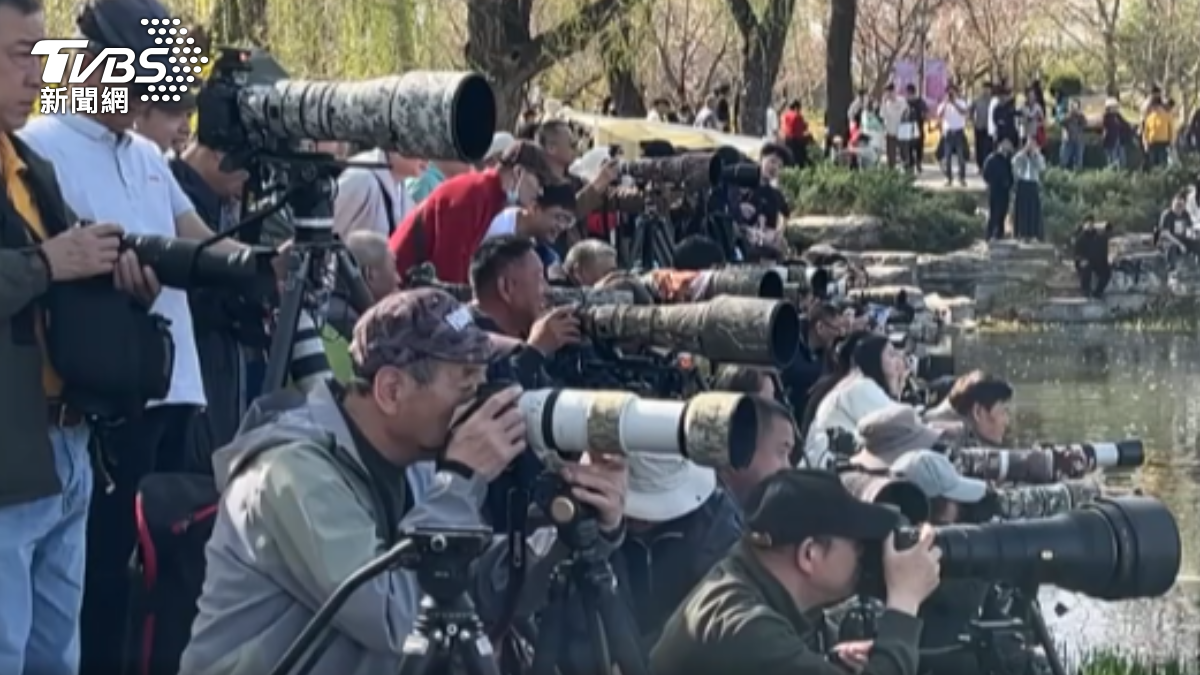 北京玉淵潭公園沿岸,一排排「打鳥大爺」長槍大砲,快門聲此起彼落。(圖/朱光弘 攝)