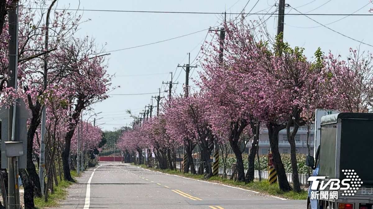平地也能賞櫻！2025雲林土庫櫻花季來了　浪漫大道網美必打卡
