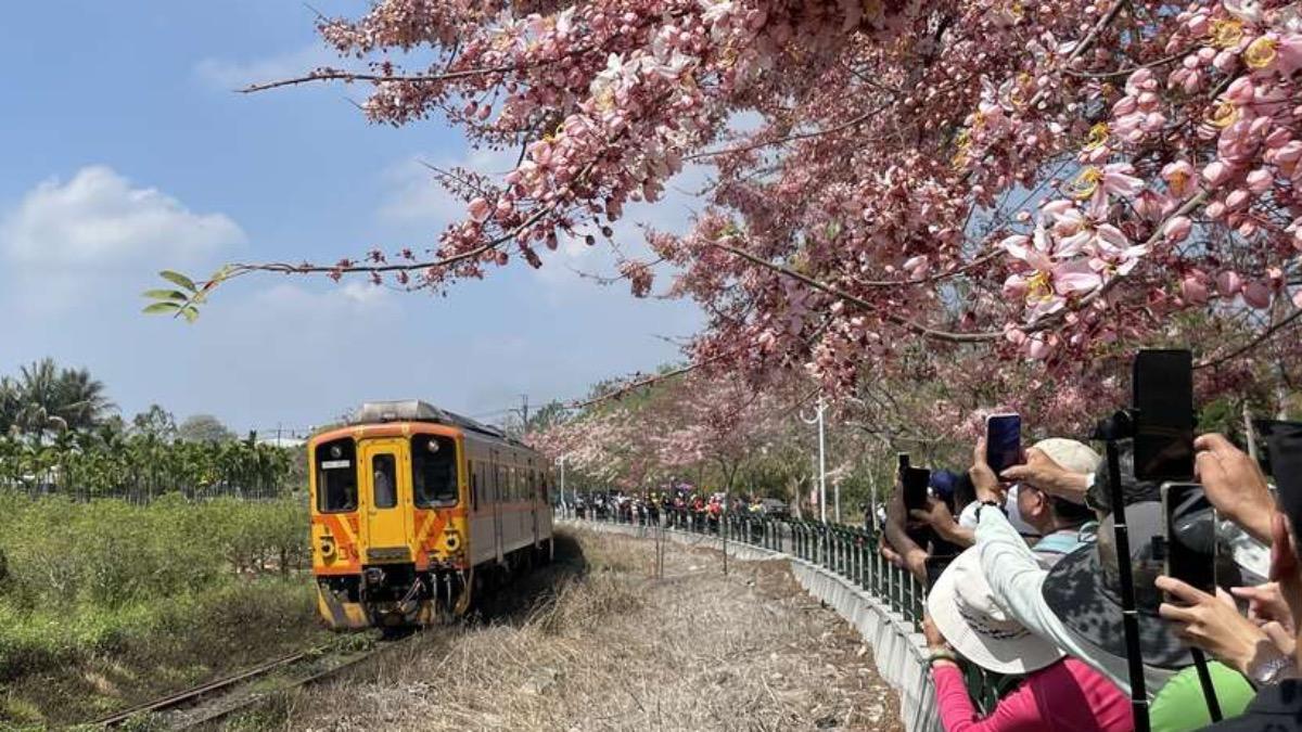 清明連假旅遊-清明連假旅遊國內-清明連假旅遊推薦-南投二水花旗木鐵道