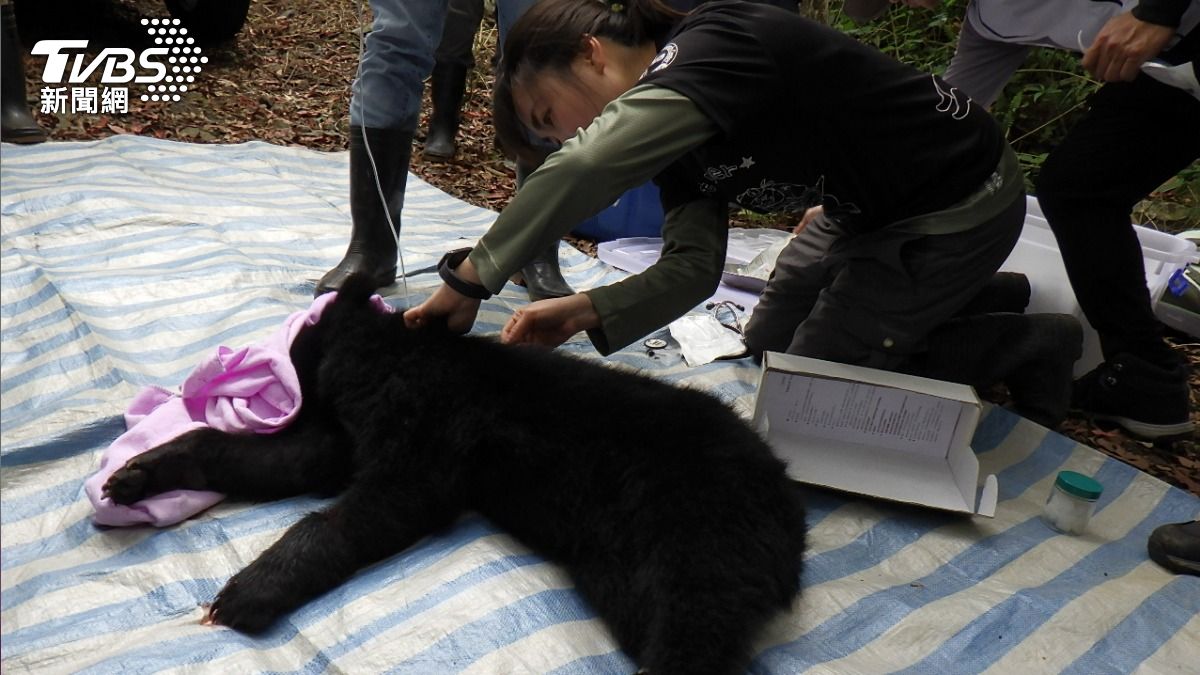 獸醫師團隊將小熊麻醉後初步檢傷處置。(圖/TVBS)
