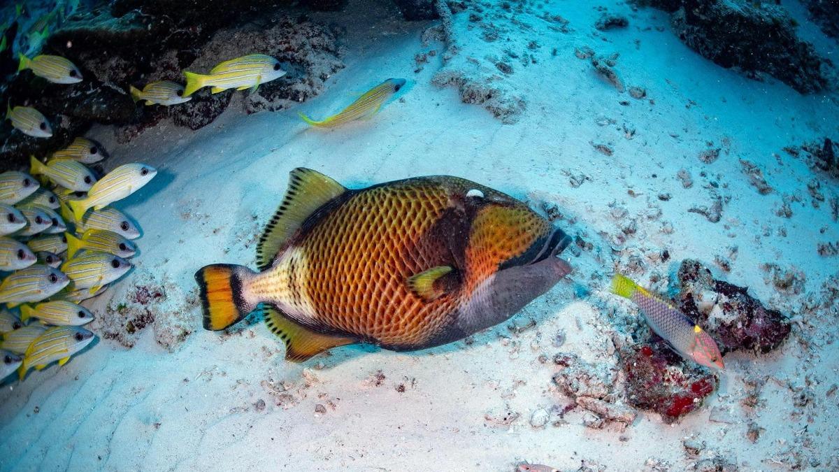 魚能預測緬甸強震？泰潛水員揭海底奇景：魚群「集體躺平」避難