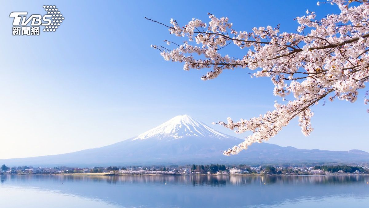 日本櫻花-日本櫻花季-日本櫻花預測-富士山櫻花