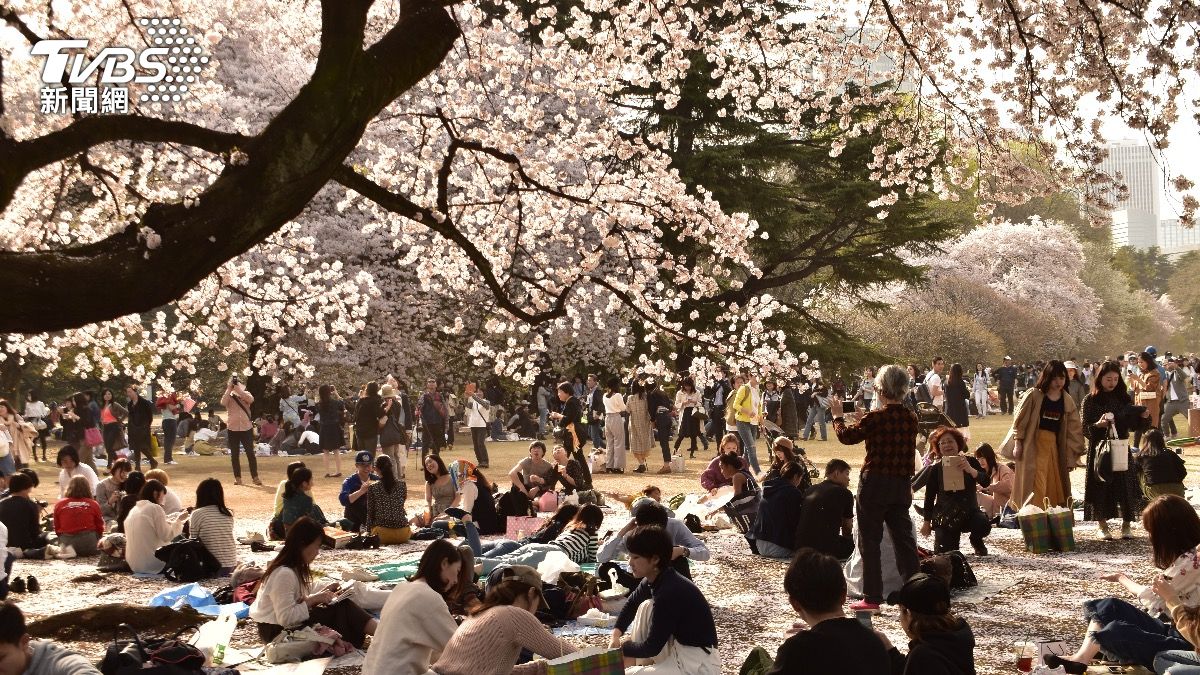 日本櫻花-日本櫻花季-日本櫻花預測-日本上野公園櫻花