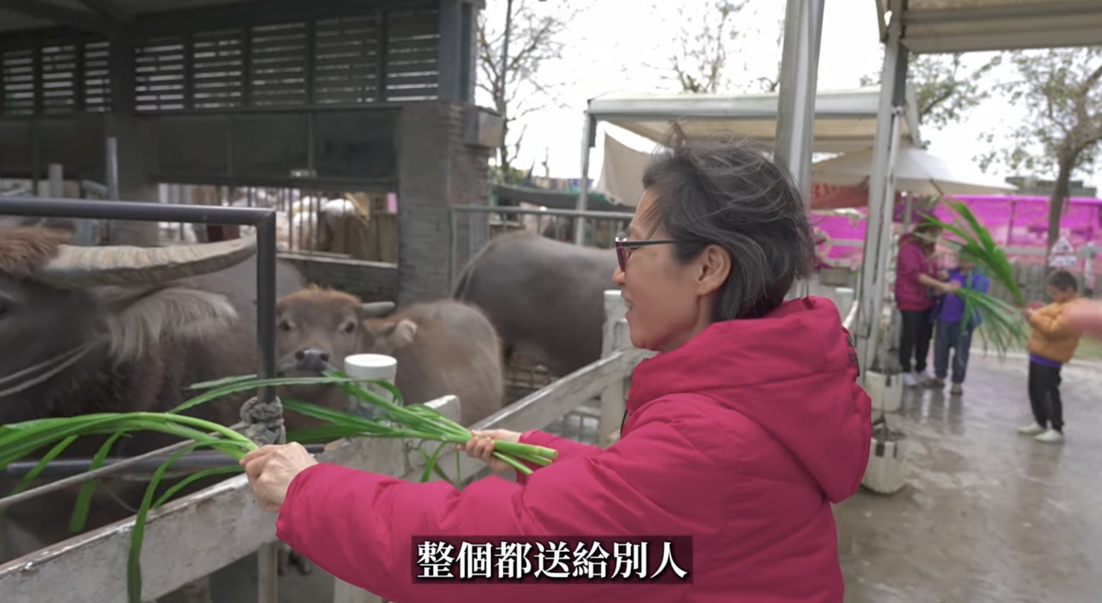 Andy媽媽拿整束草餵給同一隻牛吃。（翻攝 Andy老師 YouTube頻道）