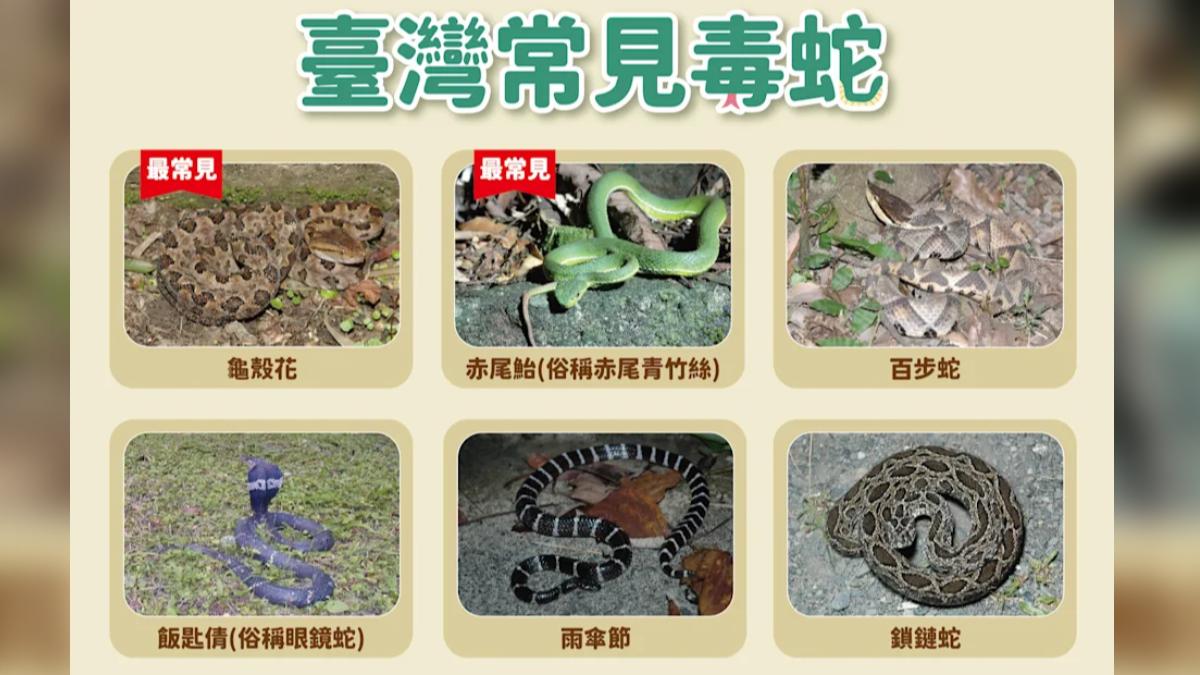清明掃墓當心毒蛇!每年千人被蛇咬傷 牢記「5要5不」自保