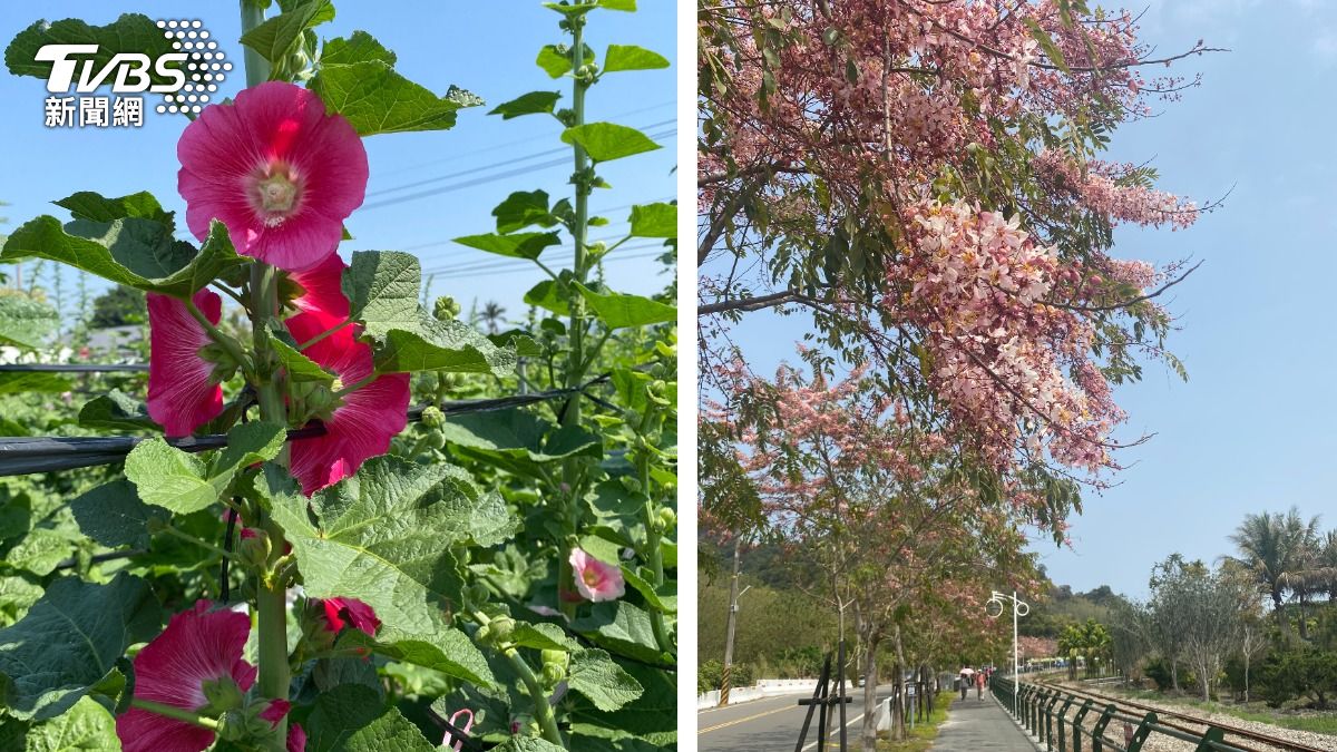 清明連假賞花地獄?花粉症患者暴增 醫4招挽救過敏兒