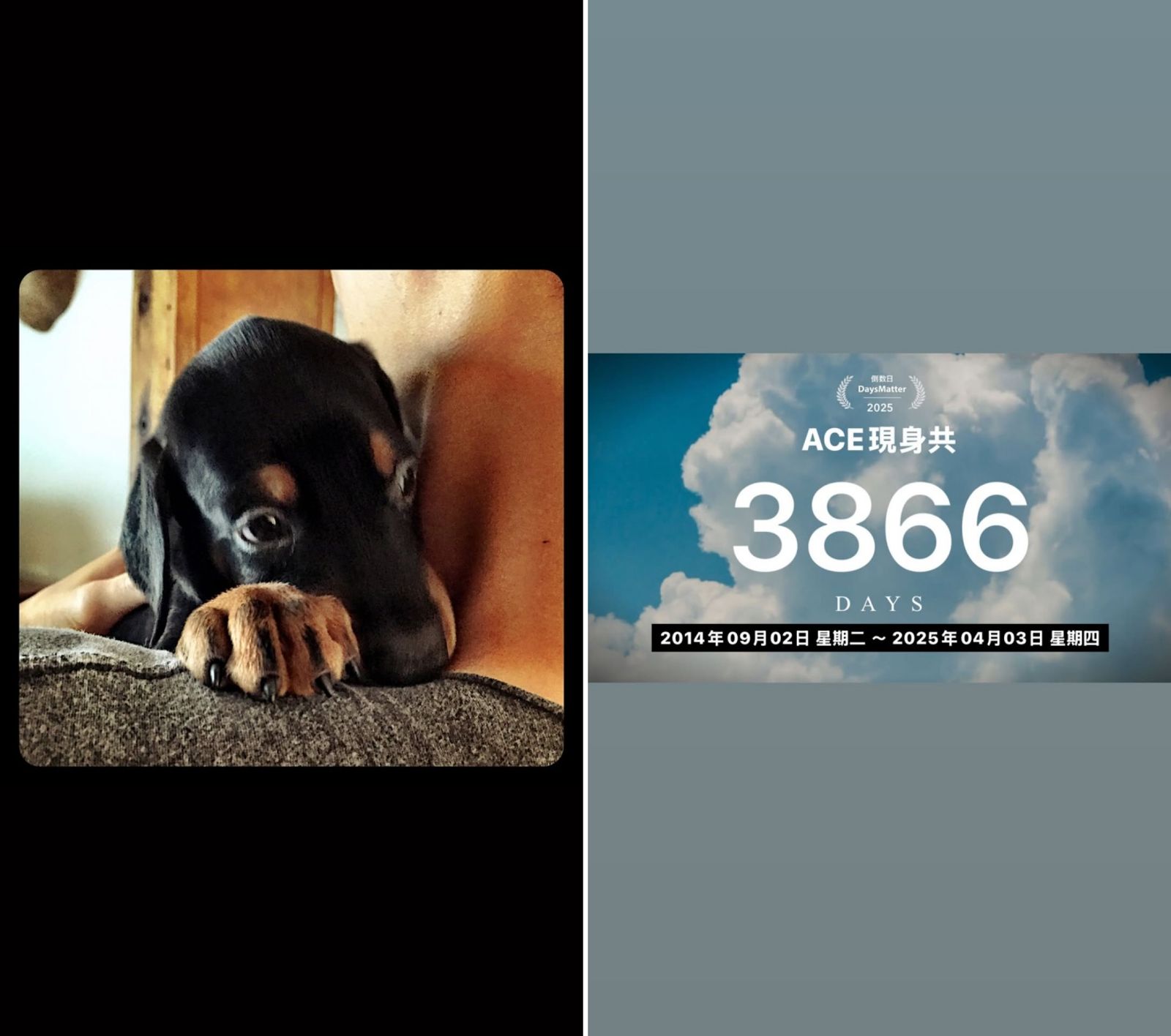 柯震東貼出Ace的萌照,也說Ace共陪伴了他3866天。(圖/翻攝自柯震東IG)