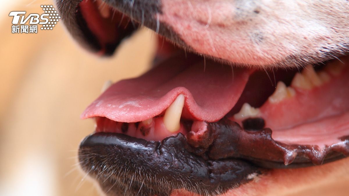 鬥牛犬對決眼鏡蛇!護主苦撐「咬碎3m大蛇」 下秒軟倒毒發亡