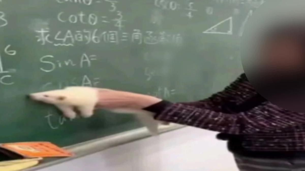 畫面翻攝圖／貓狗走失 協尋 救援 認養臉書