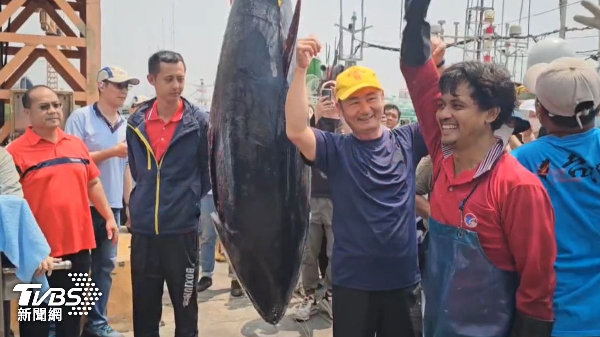 黑鮪魚從船艙中吊起,現場聚響起一片歡呼。(圖/TVBS)