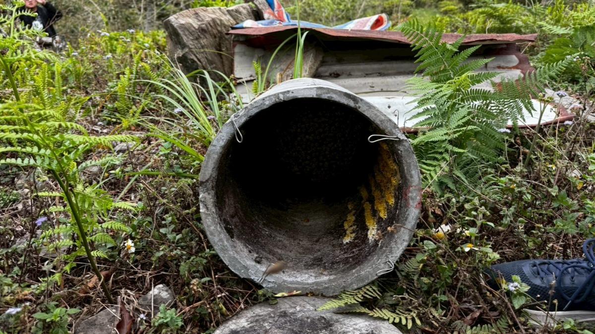 就愛這味!高雄茶園蜂箱被破壞 「黑熊哥」二度光臨大啖蜂蜜