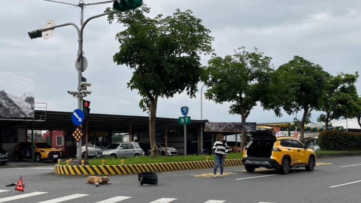 疏縱犬隻釀車禍 飼主恐有責任(圖/警方提供)