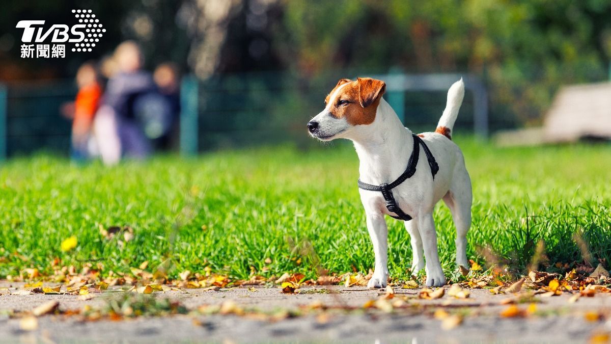 愛犬沒牽繩害女騎士慘摔「昏迷10個月亡」　飼主瞎扯：住院病死