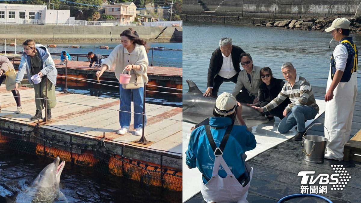 津久見海豚島近距離接觸海豚。(圖/陳昫蓁攝)