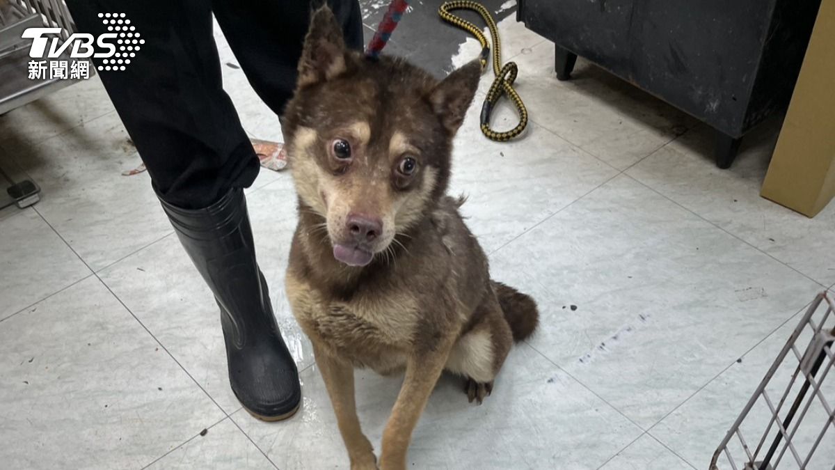 狗狗被救出清理,飼主遭重罰9萬8且終生不得再飼養犬隻。(圖/TVBS)