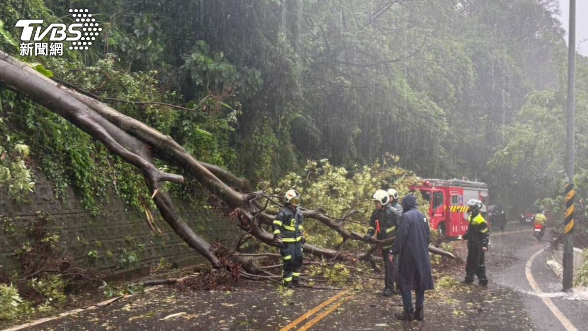 豪雨釀災！北投30米大樹倒塌　封閉一車道排除