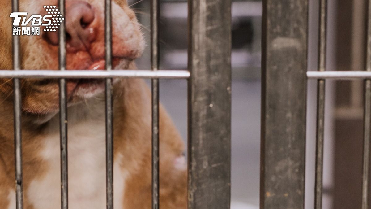 美比特犬「咬死6月大女嬰」！她在家突遇襲　爆頭濺血不治