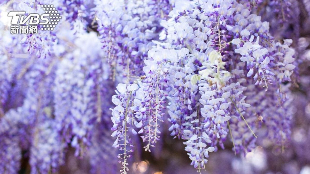 「紫藤花」盛開!花語超浪漫 網熱議TOP8賞花景點一次看