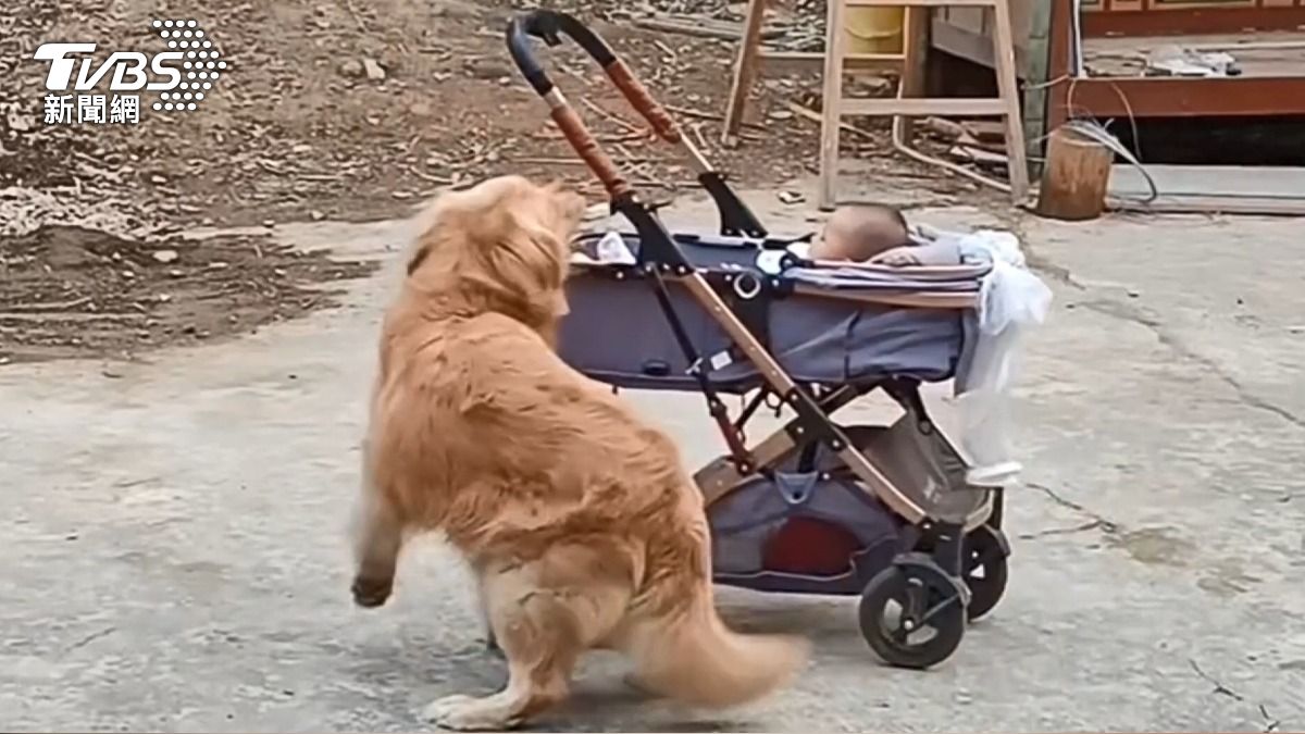 黃金獵犬見推車滑落,緊咬繩子用全身力量止住滑行。(圖/美聯社)