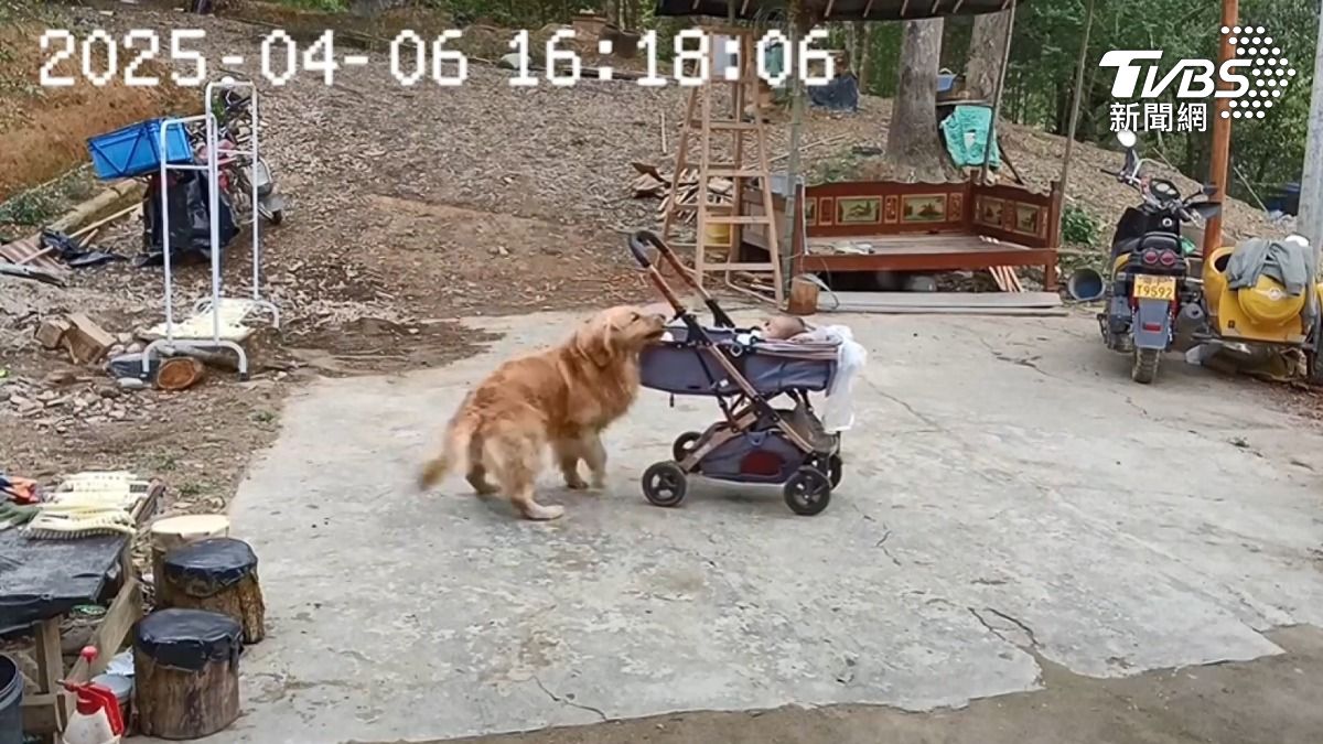 黃金獵犬及時阻止悲劇發生。(圖/美聯社)