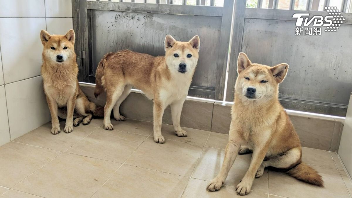 新竹8隻柴犬遭棄養!疑非法繁殖計畫性丟棄 最高將開罰23萬