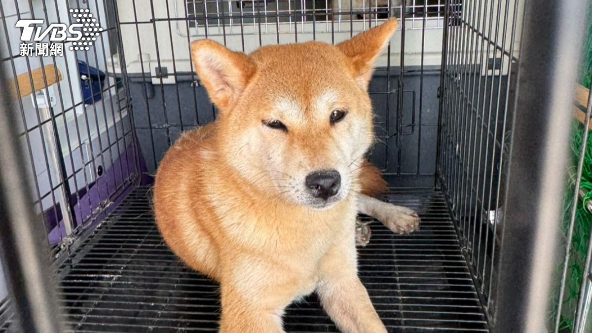 新竹8隻柴犬慘遭棄養。(圖/TVBS)