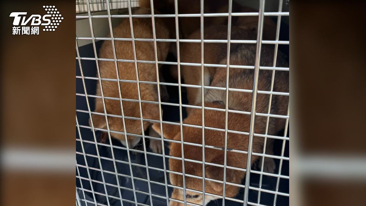 新竹8隻柴犬慘遭棄養。(圖/TVBS)