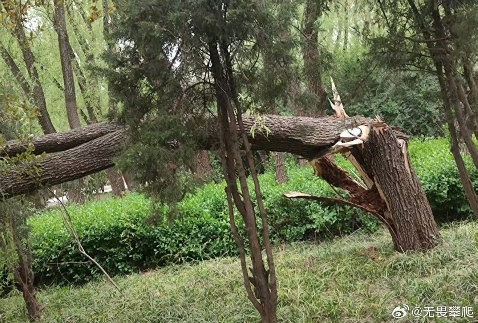 因為極端大風,中國多地陸續出現災情。(圖/翻攝自微博@無懼攀爬)