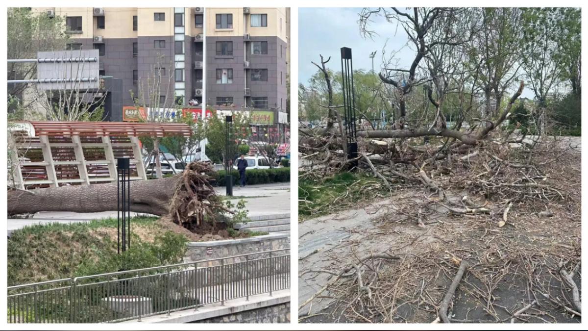 【圖多有片】中國遭遇極端大風！路樹遭連根拔起　多人遭砸傷